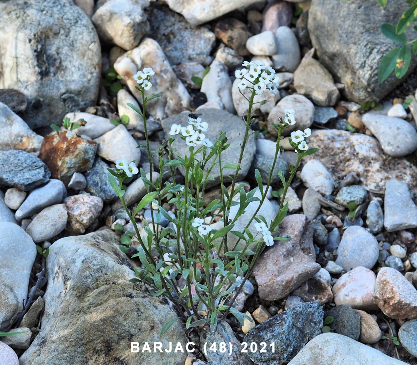 Alyssum, Sweet plant